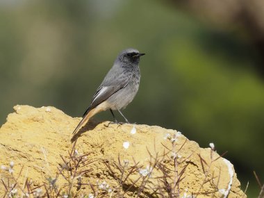 Siyah kızılay, Phoenicurus ochruros