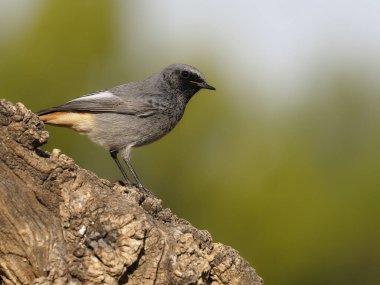 Siyah kızılay, Phoenicurus ochruros
