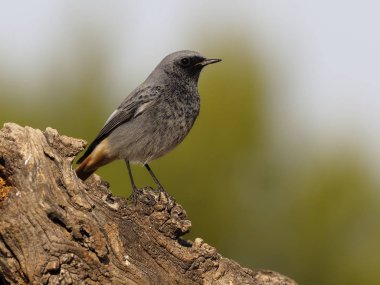 Siyah kızılay, Phoenicurus ochruros