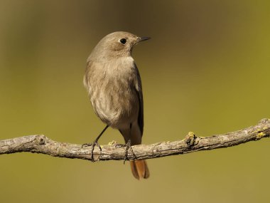 Siyah kızılay, Phoenicurus ochruros