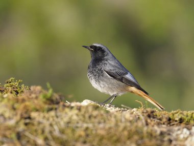 Siyah kızılay, Phoenicurus ochruros