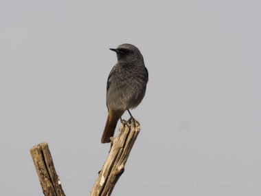 Siyah kızılay, Phoenicurus ochruros