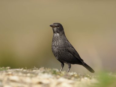 siyah kuş, turdus merula
