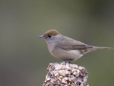 ötleğen sylvia atricapilla  