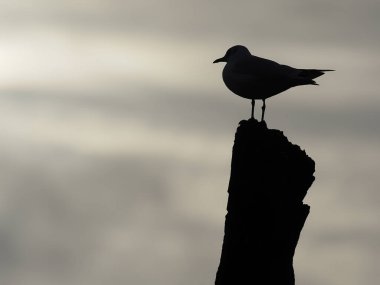 Karabaş martı, chroicocephalus ridibundus