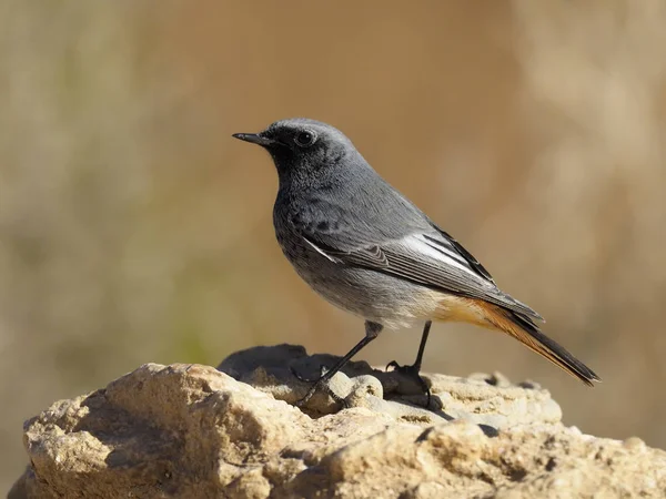 Rossetto nero, Phoenicurus ochruros — Foto Stock