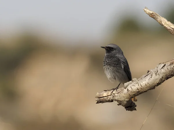 Černý červený start, Phoenicurus ochruros — Stock fotografie