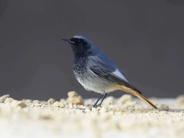 Černý červený start, Phoenicurus ochruros — Stock fotografie