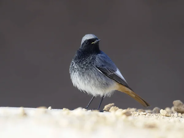 Rossetto nero, Phoenicurus ochruros — Foto Stock