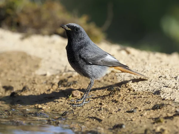 Redstart negro, Phoenicurus ochruros — Foto de Stock