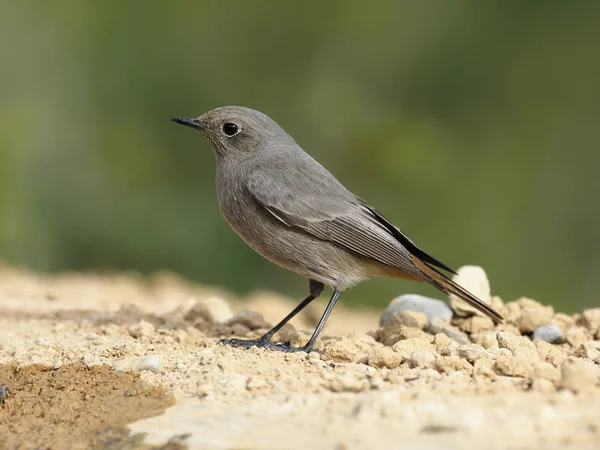 Černý červený start, Phoenicurus ochruros — Stock fotografie