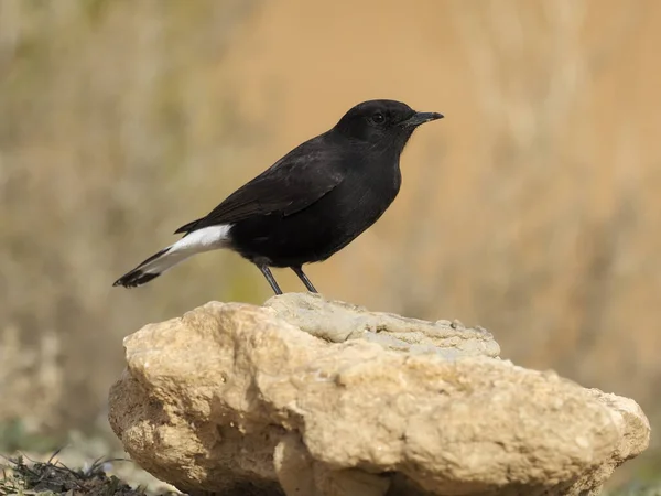 Oreja de trigo negra, Oenanthe leucura , — Foto de Stock