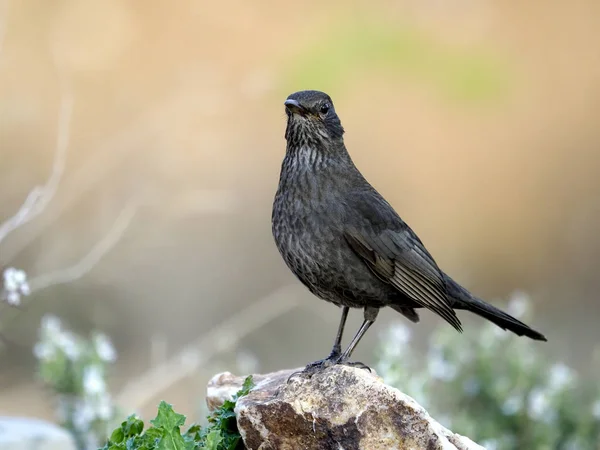 Amsel, Turdus merula — Stockfoto