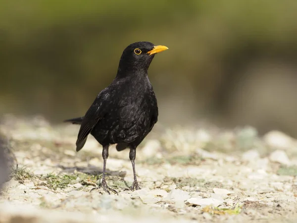 Feketerigó (turdus merula) — Stock Fotó