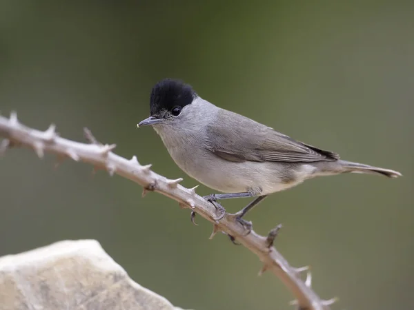 Blackcap, 실비아 atricapilla — 스톡 사진