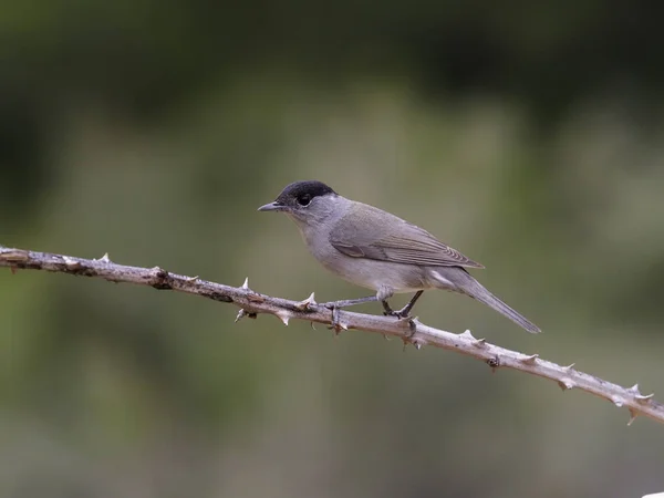 Schwarzmütze, sylvia atricapilla — Stockfoto