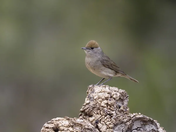 Svarthätta sylvia atricapilla — Stockfoto