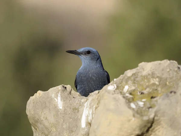 Rocha azul tordo, Monticola solitarius — Fotografia de Stock