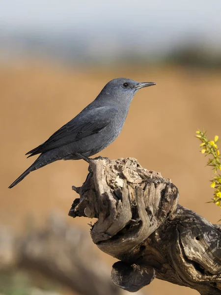 Blue rock- thrush, Monticola solitarius — 图库照片