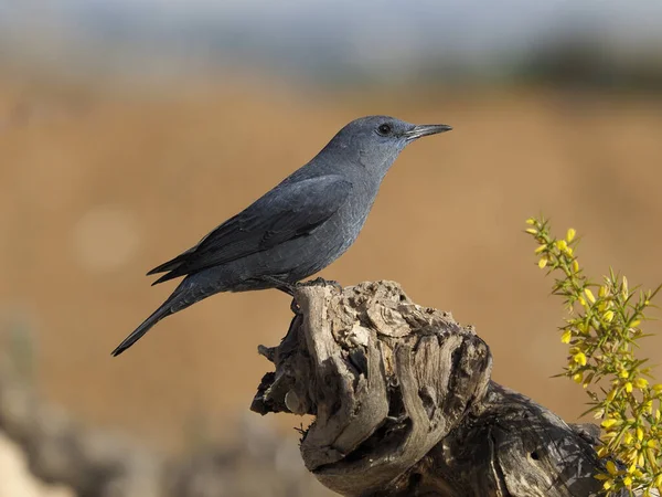 Zorzal de roca azul, Monticola solitarius — Foto de Stock