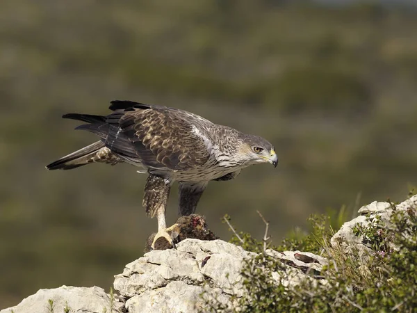Vulturul lui Bonelli, Hieraaetus fasciatus — Fotografie, imagine de stoc