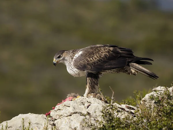 Águia de Bonelli, Hieraaetus fasciatus — Fotografia de Stock