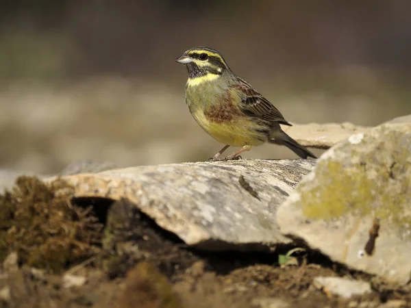 Bruant circulaire, Emberiza cirlus — Photo