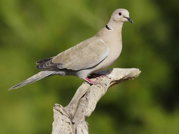 Collared dove, Streptopelia decaocto — Stock Photo, Image