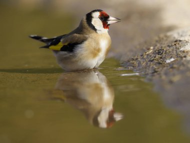 Saka kuşu, carduelis carduelis 