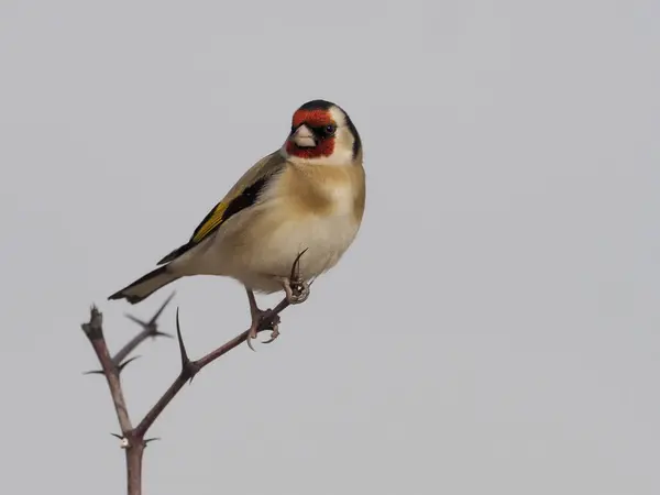 Jilguero, carduelis carduelis — Foto de Stock