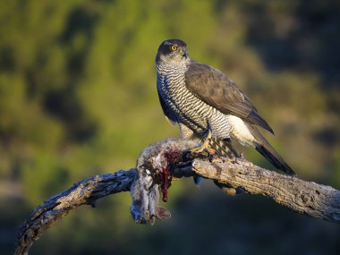 çakır, accipiter gentilis