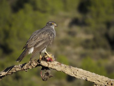 çakır, accipiter gentilis