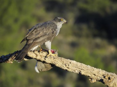 çakır, accipiter gentilis