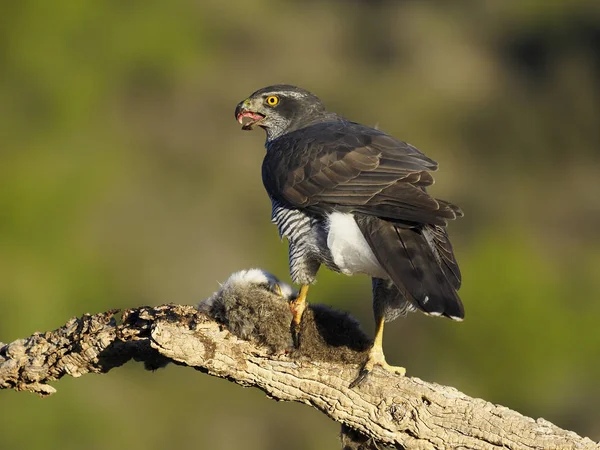 Havik, accipiter gentilis — Stockfoto