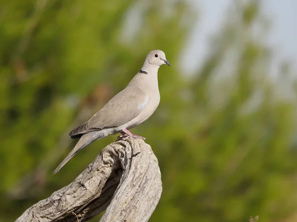 Pomba-de-colarinho, Streptopelia decaocto — Fotografia de Stock