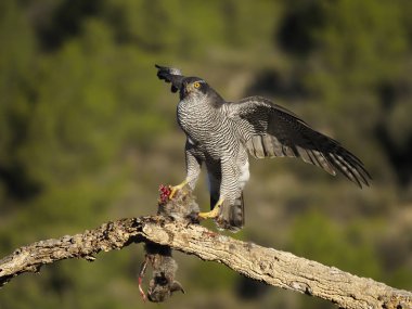 çakır, accipiter gentilis