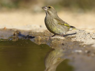 Greenfinch, Carduelis chloris 