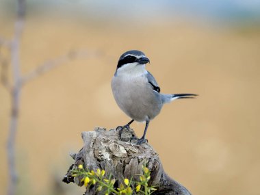 İber gri örümceği, Lanius meridionalis