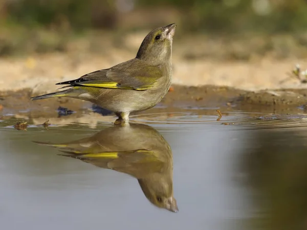 Groenling, carduelis chloris — Stockfoto