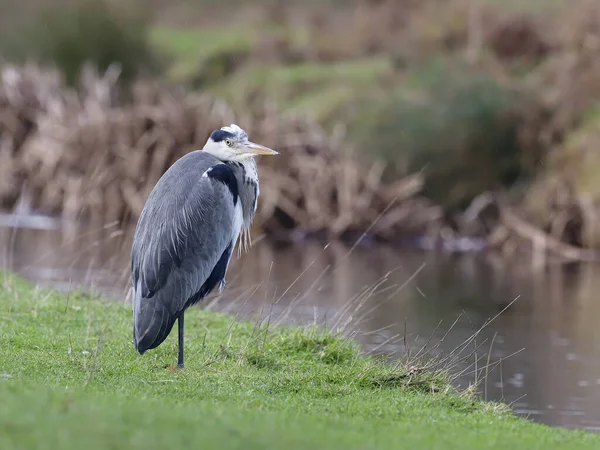 Grijze reiger, Ardea cinerea — Stockfoto