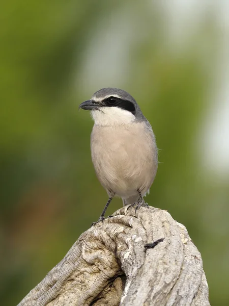 Iberian grey-shrike, Lanius meridionalis — 图库照片