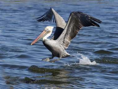 kahverengi Pelikan, pelecanus occidentalis