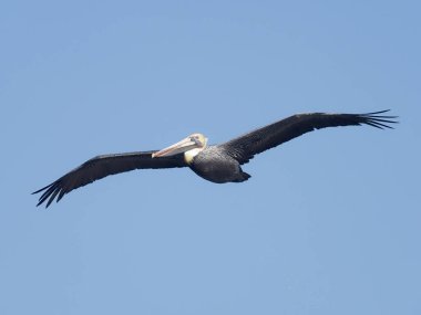 kahverengi Pelikan, pelecanus occidentalis