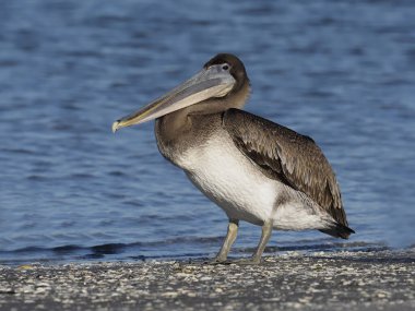kahverengi Pelikan, pelecanus occidentalis