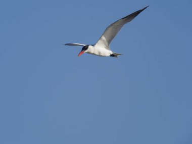Caspian tern, Sterna Caspia   