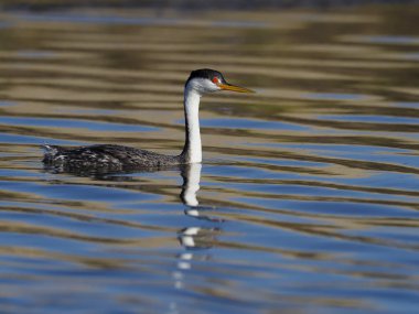 Clarks Grebe, Aechmophorus clarkii,