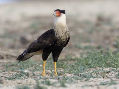 Tepeli caracara, caracara cheriway