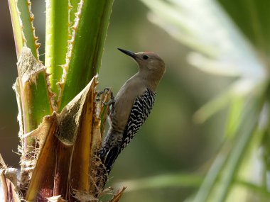 Gila woodpecker, Melanerpes uropygialis, clipart