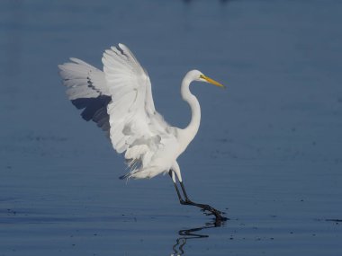 Büyük beyaz balıkçıl, Egretta alba  