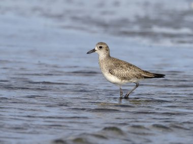 gri cılıbıt, pluvialis squatarola   